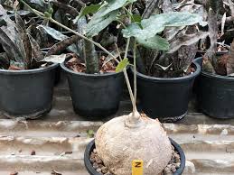 Image result for Pyrenacantha