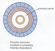 Image result for Pseudobersama