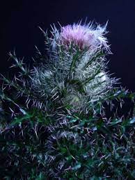 Thistle It S That Spine Of Year Eat The Weeds And Other Things Too