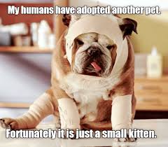 My Humans Have Adopted Another Pet Fortunately It Is Just A Small Kitten Dog Skin Care Dog Care Pet Emergency