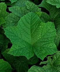 Image result for Lepistemon