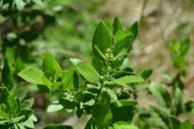 Image result for Pluchea ovalis