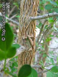 Image result for Commiphora mossambicensis
