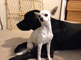 Apple Head Chihuahua Black And White Chloe Is Not Far From Dakota Cute Puppies Golden Retriever Wiener Dog Puppies Poodle Dog