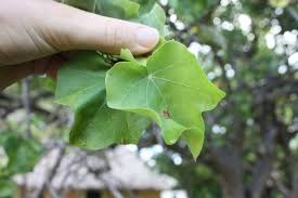 Image result for Sterculia africana
