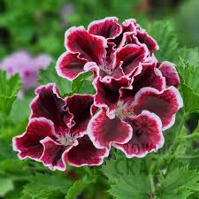 Image result for Pelargonium domesticum round-leaved bushy