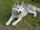 Alusky (Husky Malamute Mix) Information and Pictures ...