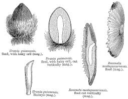 Image result for Strelitziaceae