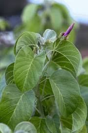 Image result for Bonamia