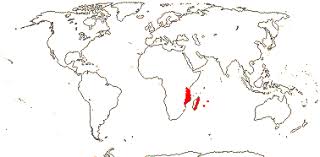 Image result for Aphloiaceae