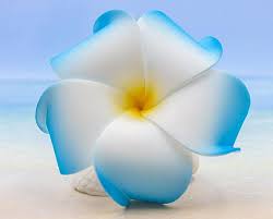 Foam Plumeria Flower Hair Clip 3 Inch Diameter Wedding Gift Etsy Flowers In Hair Plumeria Flowers