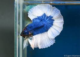 It also aids in lowering down their stress level by improving the gill function resulting in better. Siamese Fighting Fish Bettas Siamese Fighting Fish Bettas Fish Tropical Fish Tropical Fish Aquarium Siamese Fighting Fish