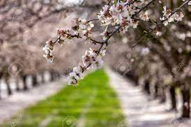 We did not find results for: Almond Trees In Full Bloom Located In An Orchard In Central California Beautiful White Nut Tree Blossoms In An Orchard With Rows And Rows Of Almond Trees Stock Photo Picture And Royalty