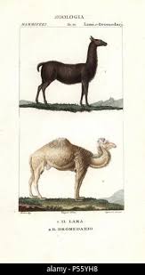 Lama gabriel hi-res stock photography and images