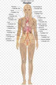 The interactive body map below shows the organs of the body and which systems they play a role in. Internal Organs Of The Human Body Anatomical Chart Anatomy Appendix Png 662x1240px Watercolor Cartoon Flower Frame