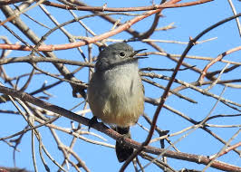 Image result for Gnidia virescens