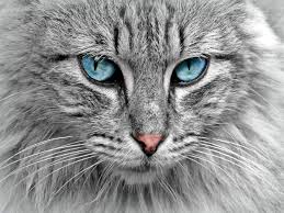 Top 10 best cat food brands with price in india 2021. Persian Cat Food For The Special Needs Of Furry Cats Most Searched Products Times Of India