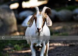 1 humane way, forked river, nj 08731; A Goat At Abma S Farm S Petting Zoo In Wyckoff Nj Zoo Animals Animals Goats