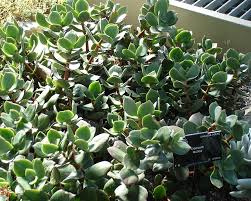 Image result for Crassula maputensis