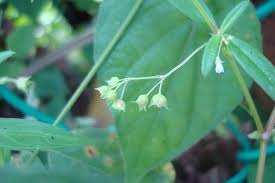 Image result for Oldenlandia goreensis