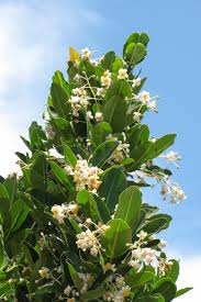 Image result for Calophyllum inophyllum