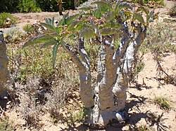 Image result for Cyphostemma glandulosissimum
