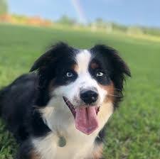 We also enjoy having folks and families come out to the ranch and visit we are very devoted to our aussies and the puppies we produce the quality and health of our. 6 Best Australian Shepherd Breeders In North Carolina 2021 We Love Doodles