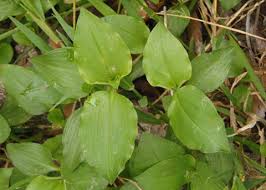 Image result for Commelina benghalensis