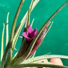 Image result for Albertisia exelliana