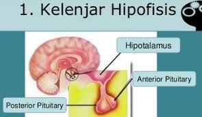 Maybe you would like to learn more about one of these? Sistem Endokrin Sistem Kelenjar Buntu Rumushitung Com