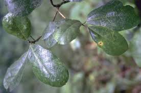 Image result for Ficus capreifolia