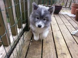 Samoyed husky mix is a crossbreed between samoyed and siberian husky. More Huskamoyed Pics Too Cute For Words German Shepard Puppies Dogs Dog Biting