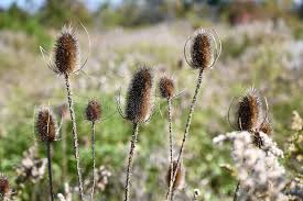 Image result for Dipsacaceae