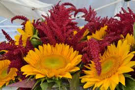 Sunflower boutineer on our website. Bouquets Of Sunflower And Amaranth