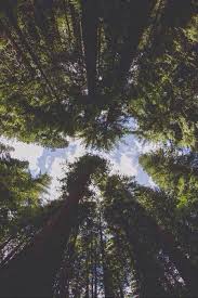 Forests and woodland are a unique and aesthetic subject for any landscape photographer. Panoramic Forest View Image 3759771 On Favim Com