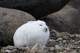 Their heads are longer and larger than a regular rabbit but their ears are arctic hares are not snow rabbits as they are a different species from a rabbit. 10 The Majestic Arctic Hare Ideas Arctic Hare Hare Arctic