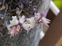 Image result for Polystachya vulcanica