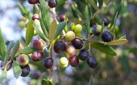 Huile D Olive Les Fruits Amers De L Abondance African Manager