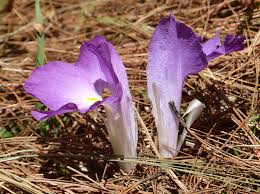 Image result for Siphonochilus