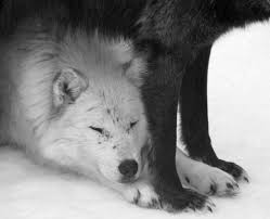 14 White Black Wolves Ideas White Wolf Wolf Black Wolf