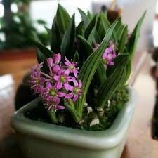 Image result for Ledebouria