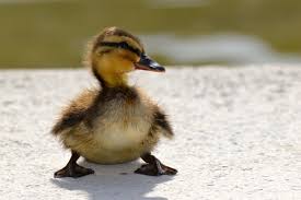Apr 01, 2011 · photos: Cute Baby Duck Photos Videos And Facts Animal Hype