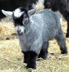 Maybe you would like to learn more about one of these? Bottle Feeding Dwarf Goats How To Bottle Feed Dwarf Goats