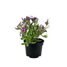 Image result for foto Lobelka