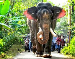Image result for Asian elephant