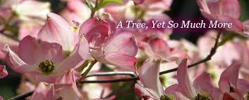 Maybe you would like to learn more about one of these? A Tree Yet So Much More Tallahassee Nurseries Tallahassee S Premier Garden Center Landscaping
