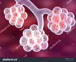 Alveoli Of The Human Lungs 3d Illustration Ad Affiliate Human Alveoli Illustration Lungs Human Lungs 3d Illustration Human