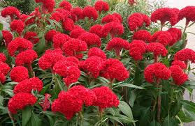 Cockscomb Crested Celosia Jpg 2781 1803 Plants Planting Flowers Red Plants