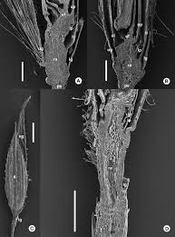 Image result for Digitaria gymnostachys