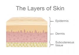 For reference and to ensure consistent size of images, a ruler. Skin Structure And Function Explained